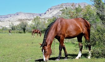 horse grazing in a paddock