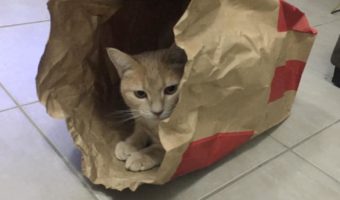 spoil your indoor cat with a paper bag
