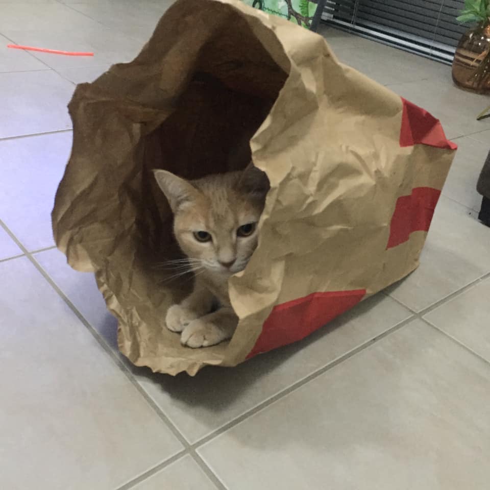 spoil your indoor cat with a paper bag