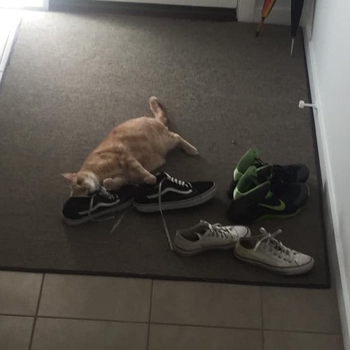cat playing with shoes