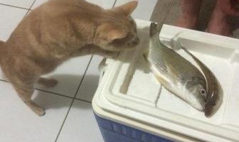 fish tales with Fleur because cats love fish