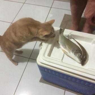 fish tales with Fleur because cats love fish